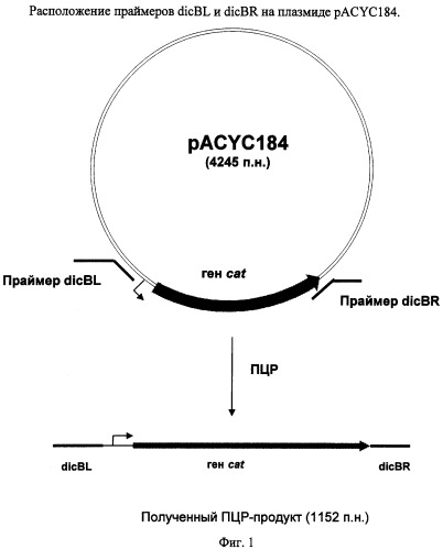 Способ получения l-треонина с использованием бактерии, принадлежащей к роду escherichia, в которой инактивирован ген dicb (патент 2315099)