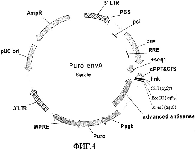 Генетические конструкции для антивич-терапии (патент 2426788)
