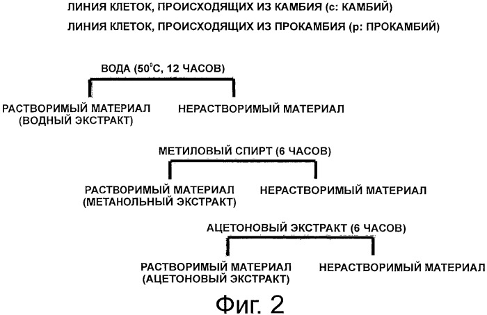 Косметическая композиция, содержащая культивированные клетки из камбия или прокамбия тисса(taxus) (патент 2520606)