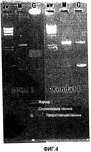 Ген липоксигеназы-1 ячменя, способ отбора ячменя, материалы для солодовых алкогольных напитков и способ получения солодовых алкогольных напитков (патент 2348696)