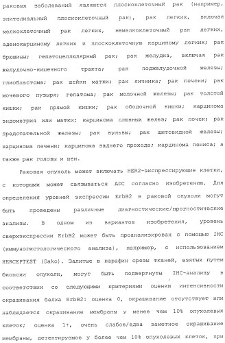 Антитела, сконструированные на основе цистеинов, и их конъюгаты (патент 2412947)