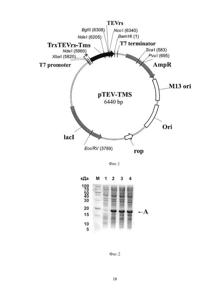 Штамм е. coli bl21(de3)/ptev-tms - продуцент гибридного белка trxtevrs-tms, предназначенного для протеолитического расщепления с образованием антиангиогенного пептида тумастина, производного фрагмента [l69k-95] тумстатина человека, и способ получения рекомбинантного антиангиогенного пептида (патент 2625008)