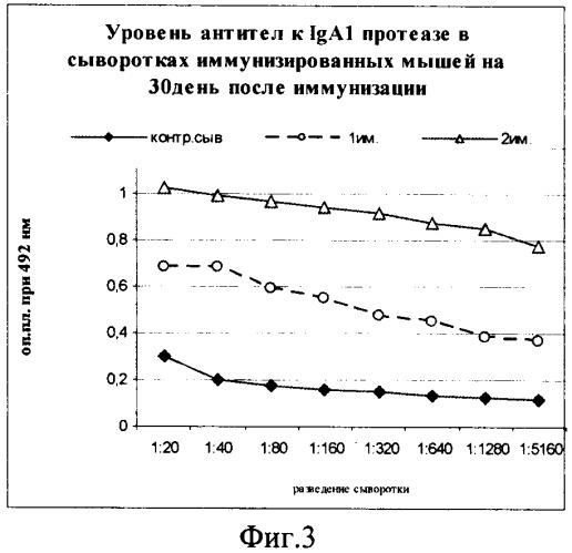 Нуклеиновая кислота, кодирующая функционально активную рекомбинантную iga1 протеазу neisseria meningitidis серогруппы b, рекомбинантная плазмидная днк, содержащая нуклеотидную последовательность, кодирующую активную iga1 протеазу, штамм-продуцент, содержащий плазмидную днк, продуцирующий зрелую форму iga1 протеазы, рекомбинантная ig протеаза neisseria meningitidis серогруппы в, способ получения зрелой формы iga1 протеазы, обладающей иммуногенными и протективными свойствами (патент 2453599)