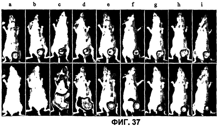 Конъюгаты rgd-пептидов и фотосенсибилизаторов порфирина или (бактерио)хлорофилла и их применение (патент 2450018)