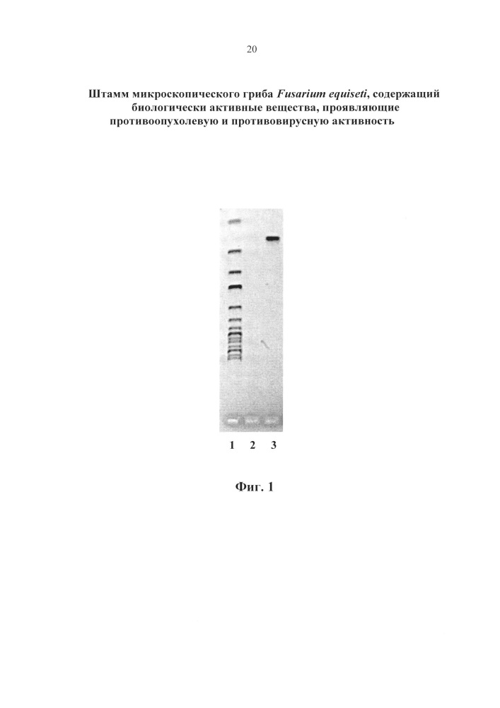 Штамм микроскопического гриба fusarium equiseti, содержащий биологически активные вещества, проявляющие противоопухолевую и противовирусную активность (патент 2664252)