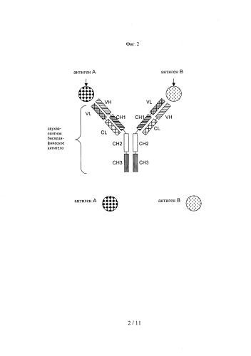 Двухвалентные биспецифические антитела (патент 2587616)