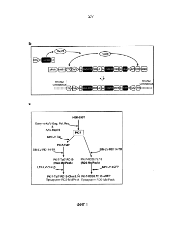 Стабильное получение лентивирусных векторов (патент 2577979)