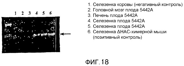 Трансгенные копытные животные, имеющие пониженную активность прионного белка, и их применения (патент 2384059)