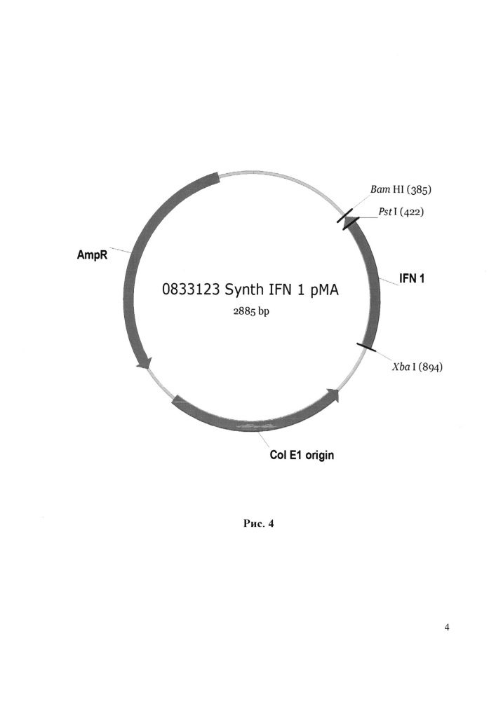 Рекомбинантная плазмида pfm-ifn-17, обеспечивающая экспрессию интерферона альфа-2b человека, рекомбинантная плазмида pfm-ар, обеспечивающая экспрессию фермента метионинаминопептидазы e. coli, биплазмидный штамм escherichia coli fm-ifn-ар (pfm-ifn-17, pfm-ар) - продуцент (met-) рекомбинантного интерферона альфа-2b человека (патент 2610173)