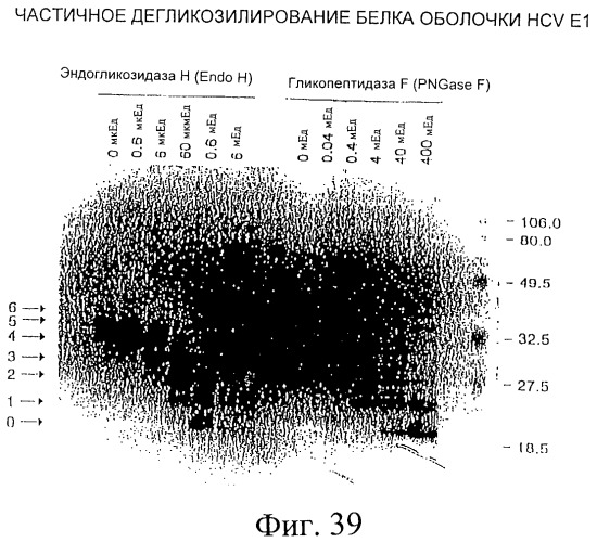 Очищенные белки оболочки вируса гепатита с для диагностического и терапевтического применения (патент 2313363)