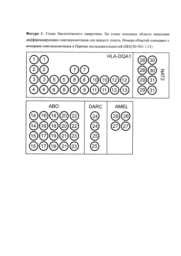 Биологический микрочип с набором праймеров для анализа полиморфизма в генах ab0, hla-dqa1, amel, darc, nat2 (патент 2582216)
