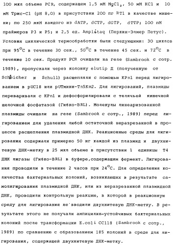 Vgc2 днк salmonella typhimurium, мутантная бактерия, обладающая пониженной способностью к адаптации к условиям окружающей среды, и способ ее получения (патент 2370541)