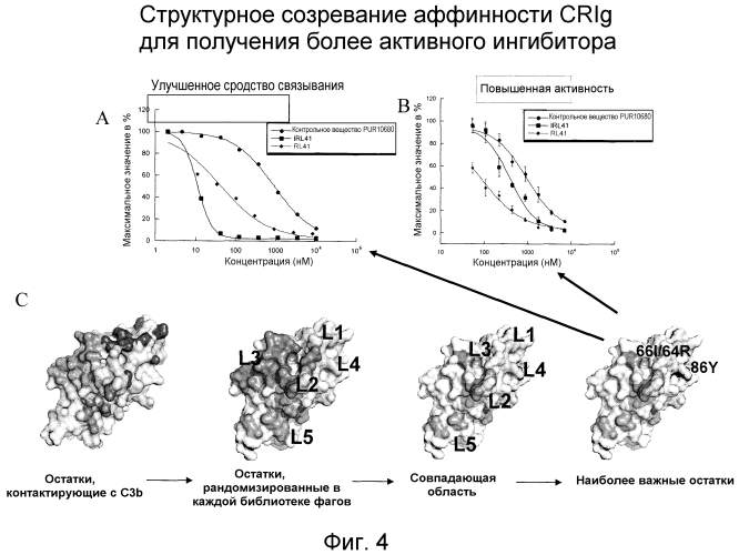 Варианты crig с созревшей аффинностью (патент 2553517)