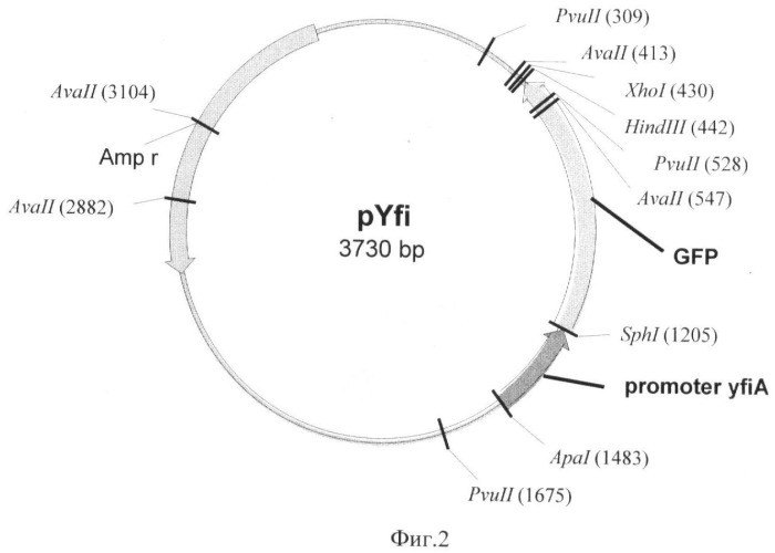 Рекомбинантная плазмидная днк pyfi-gfp, кодирующая продукцию флюоресцентного белка gfpaav и штамм бактерий escherichia coli jm109-pyfi, продуцирующий флюоресцентный белок gfpaav в присутствии токсических агентов (патент 2384620)