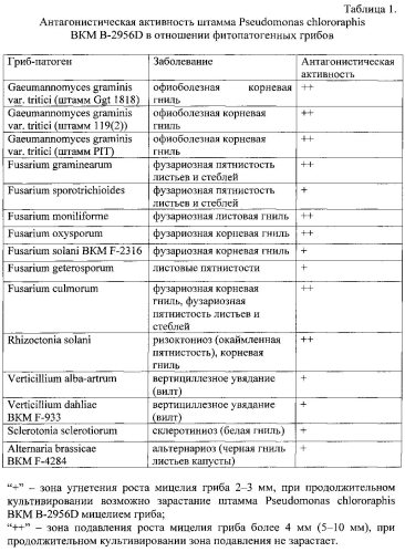 Штамм бактерий pseudomonas chlororaphis для защиты растений от фитопатогенных грибов и бактерий и стимуляции роста растений (патент 2588473)