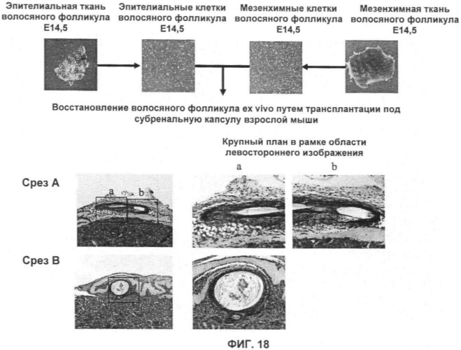 Способ формирования зуба, зубной ряд и способ формирования ткани (патент 2428140)