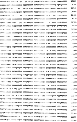 Бактериофаг, обладающий активностью против pseudomonas aeruginosa, белки бактериофага и способы их применения (патент 2580248)