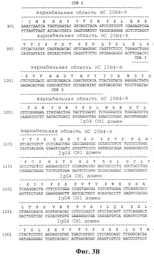 Человеческие антитела против человеческого 4-1вв (cd137) (патент 2376316)