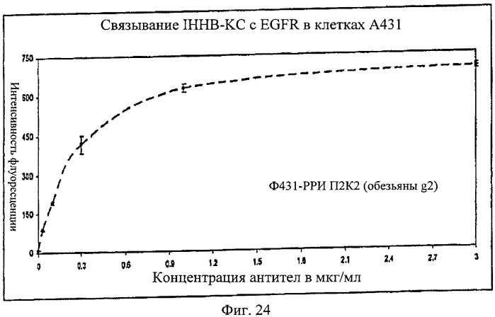 Антигенсвязывающие молекулы, которые связывают рецептор эпидермального фактора роста (egfr), кодирующие их векторы и их применение (патент 2457219)