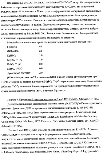 Способ получения l-треонина с использованием бактерии, принадлежащей к роду escherichia, в которой инактивирован кластер генов sfmacdfh-fimz или ген fimz (патент 2333953)