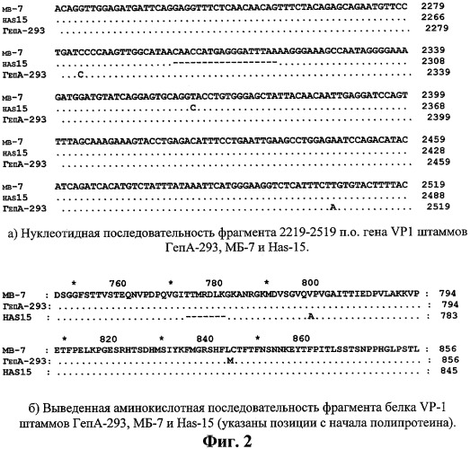 Штамм virus hepatitis a hominis для приготовления вакцинных и диагностических препаратов (патент 2306336)