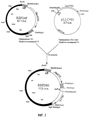 Бактерия, продуцирующая l-аминокислоту, и способ получения l-аминокислоты (патент 2351653)