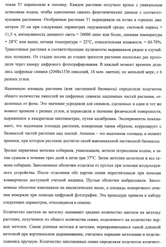 Растения, имеющие улучшенные характеристики роста, и способы их получения (патент 2463352)