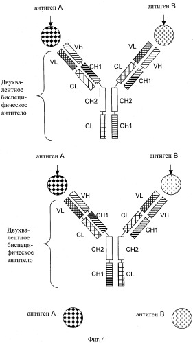 Двухвалентные биспецифические антитела (патент 2547615)