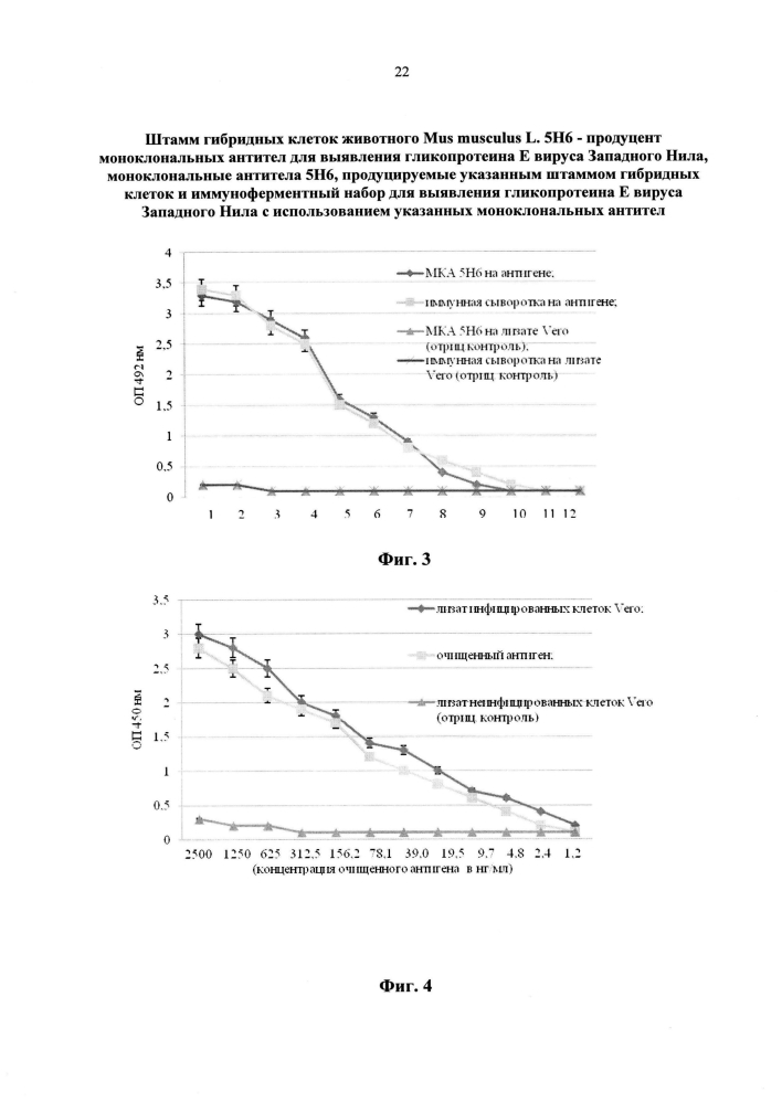 Штамм гибридных клеток животного mus musculus l. 5н6 - продуцент моноклональных антител для выявления гликопротеина е вируса западного нила, моноклональные антитела 5н6, продуцируемые указанным штаммом гибридных клеток, и иммуноферментный набор для выявления гликопротеина е вируса западного нила с использованием указанных моноклональных антител (патент 2595429)