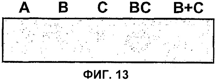 Домены и эпитопы менингококкового белка nmb1870 (патент 2375374)