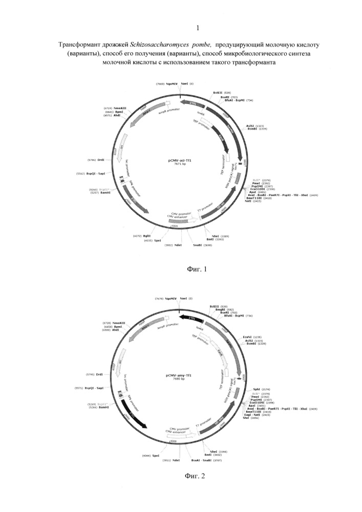 Трансформант дрожжей schizosaccharomyces pombe, продуцирующий молочную кислоту (варианты), способ его получения (варианты), способ микробиологического синтеза молочной кислоты с использованием такого трансформанта (патент 2614233)