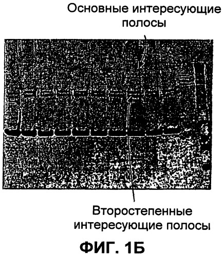 Выделенная полинуклеотидная молекула, кодирующая вирус torque teno, молекула рнк и вектор экспрессии (патент 2502801)