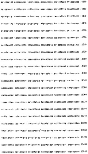 Конструирование рекомбинанта онколитического аденовируса, специфически экспрессирующего иммуномодуляторный фактор gm-csf в опухолевых клетках, и его применение (патент 2361611)