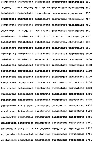 Экспрессионный вектор для синтеза белков в клетках млекопитающих (патент 2364627)