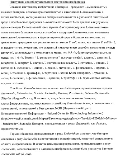 Способ получения l-аминокислот с использованием бактерии, принадлежащей к роду escherichia (патент 2312893)