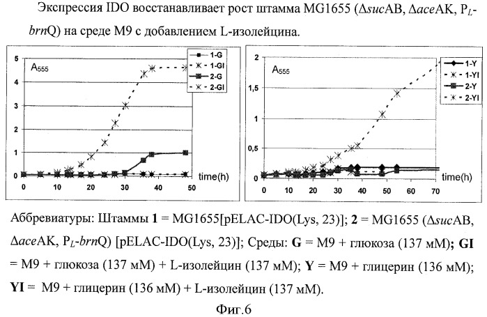 Бактерия - продуцент продукта реакции, катализируемой белком, обладающим активностью 2-оксоглутарат-зависимого фермента, и способ продукции указанного продукта (патент 2444568)