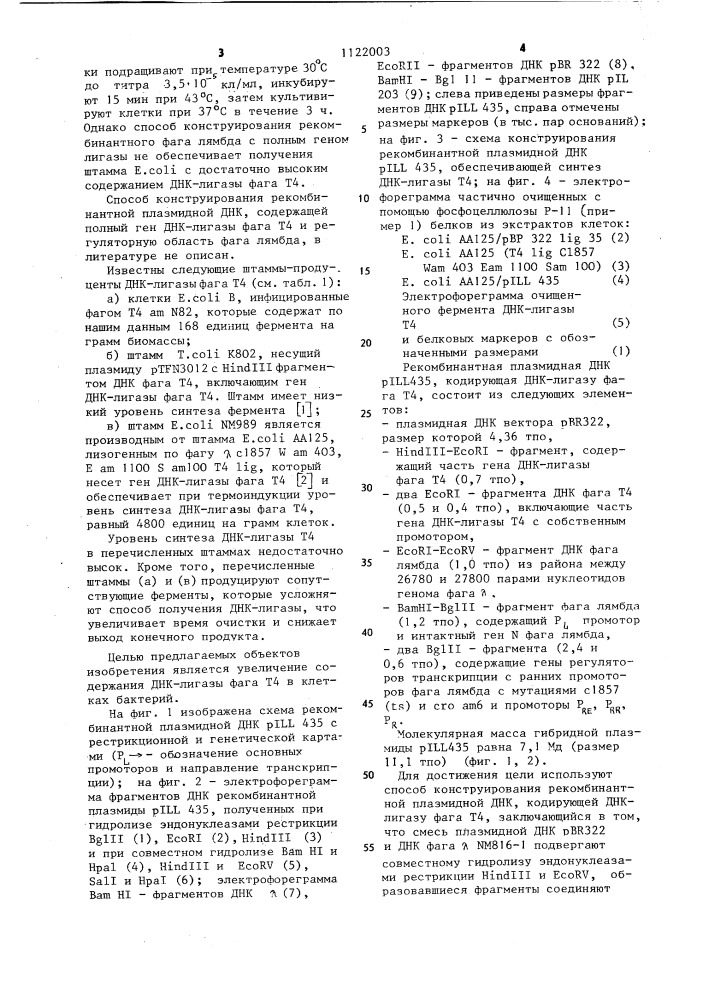 Рекомбинантная плазмидная днк @ 435,кодирующая синтез днк- лигазы фага т 4.способ ее конструирования и штамм @ . @ вкм в-1449-продуцент днк-лигазыфага т4 (патент 1122003)