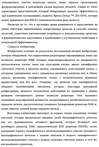 Биспецифические антитела к erb-b и их применение для лечения опухолей (патент 2349340)