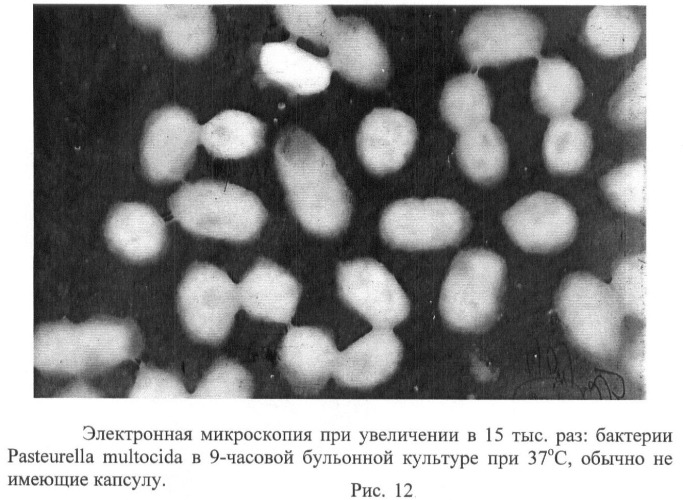 Способ стандартизации контрольно-производственного штамма бактерий pasteurella multocida (патент 2445367)