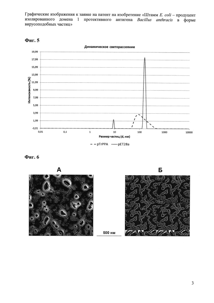 Штамм e. coli - продуцент изолированного домена 1 протективного антигена bacillus anthracis в форме вирусоподобных частиц (патент 2633508)