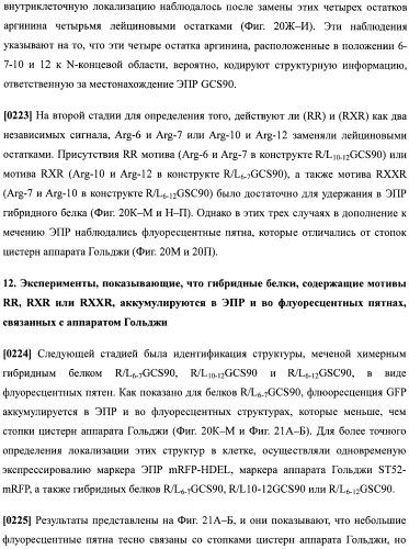 Набор последовательностей для таргетинга экспрессии и контроля посттрансляционных модификаций рекомбинантного полипептида (патент 2481399)