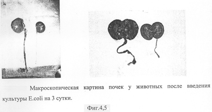 Способ моделирования пиелонефрита (патент 2289852)