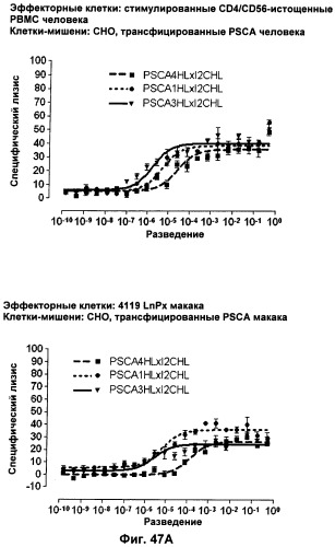 Pscaxcd3, cd19xcd3, c-metxcd3, эндосиалинxcd3, epcamxcd3, igf-1rxcd3 или fap-альфаxcd3 биспецифическое одноцепочечное антитело с межвидовой специфичностью (патент 2547600)