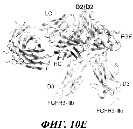 Антитела против fgfr3 и способы их применения (патент 2568066)