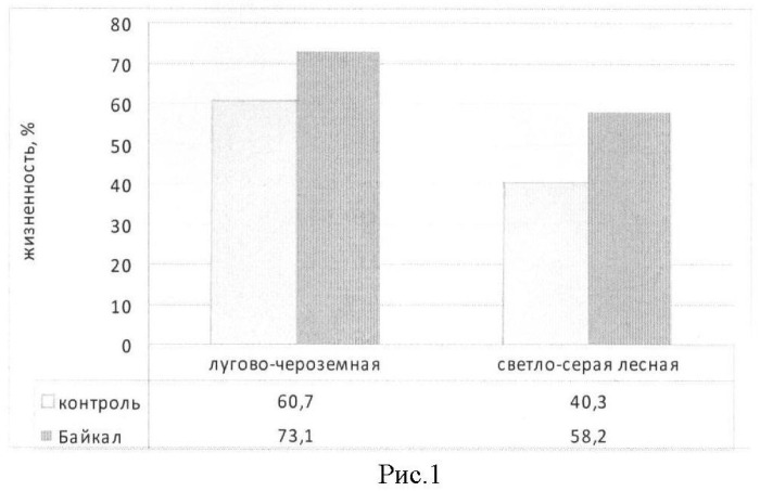 Способ выращивания ex situ высокогорного растения hedysarum theinum krasnob. (патент 2446670)