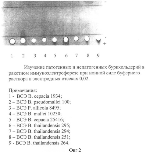Способ дифференцирования патогенных от непатогенных буркхольдерий (патент 2378360)