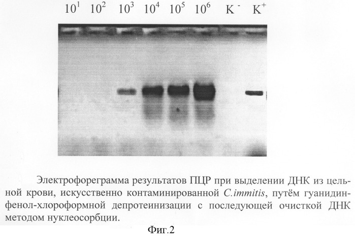 Способ выделения днк coccidioides immitis для проведения полимеразной цепной реакции (патент 2295569)