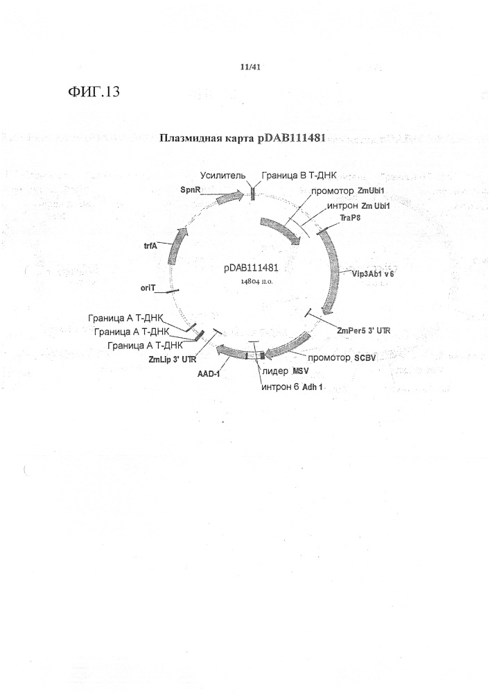 Синтетические транзитные пептиды хлоропласта из brassica (патент 2636035)