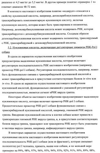 Способы и композиции для экспрессии антисмысловой вирусной рнк в клетках собаки (патент 2457250)
