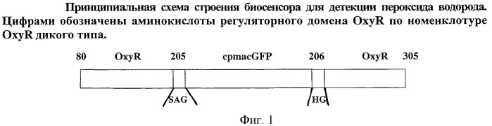 Биосенсор для детекции пероксида водорода в живых клетках, обладающий повышенной устойчивостью к изменениям ph (патент 2434943)